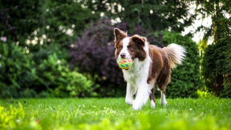 Comment bien dresser son chien ?